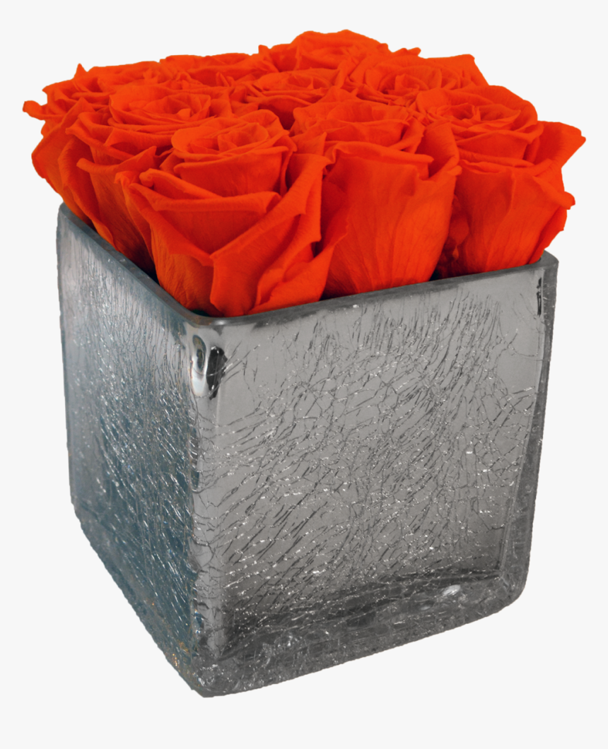 Garden Roses, HD Png Download