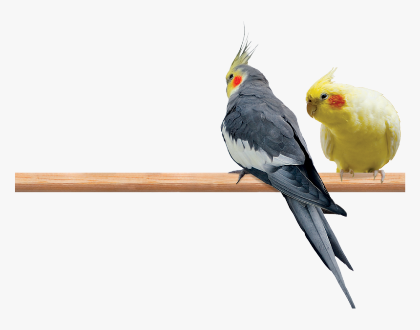 Photo Of A Male And Female Cockatiel Perched On A Limb - ایا مرغ عشق با عروس هلندی جفت می شود, HD Png Download