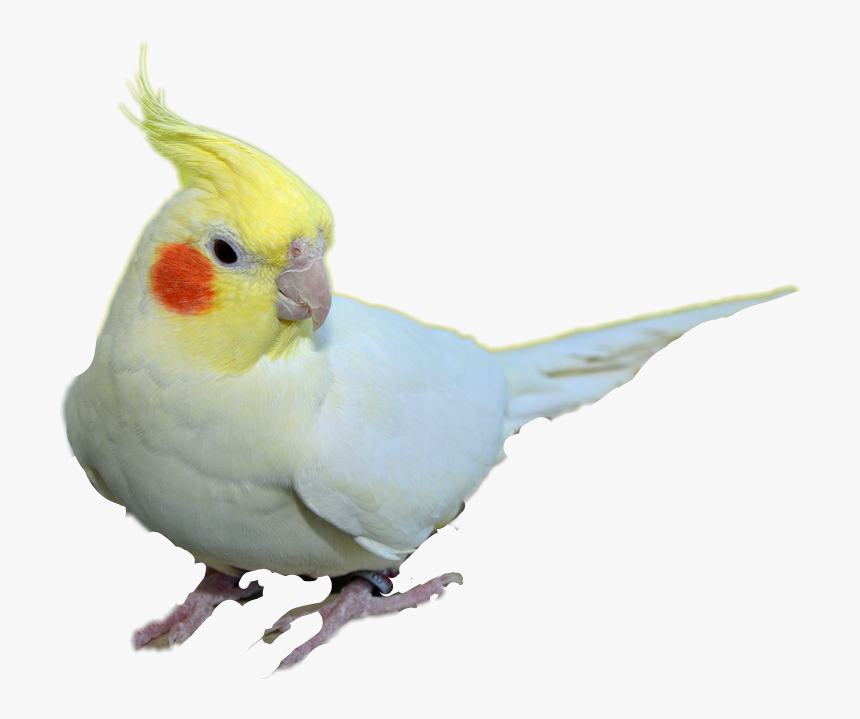 #cockatiel - Cockatiel Transparent Background, HD Png Download