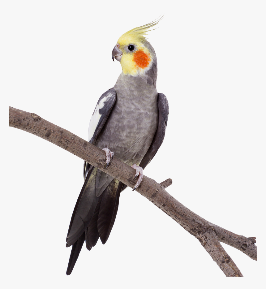 Cockatiel - Parrot - Parrot Perching, HD Png Download