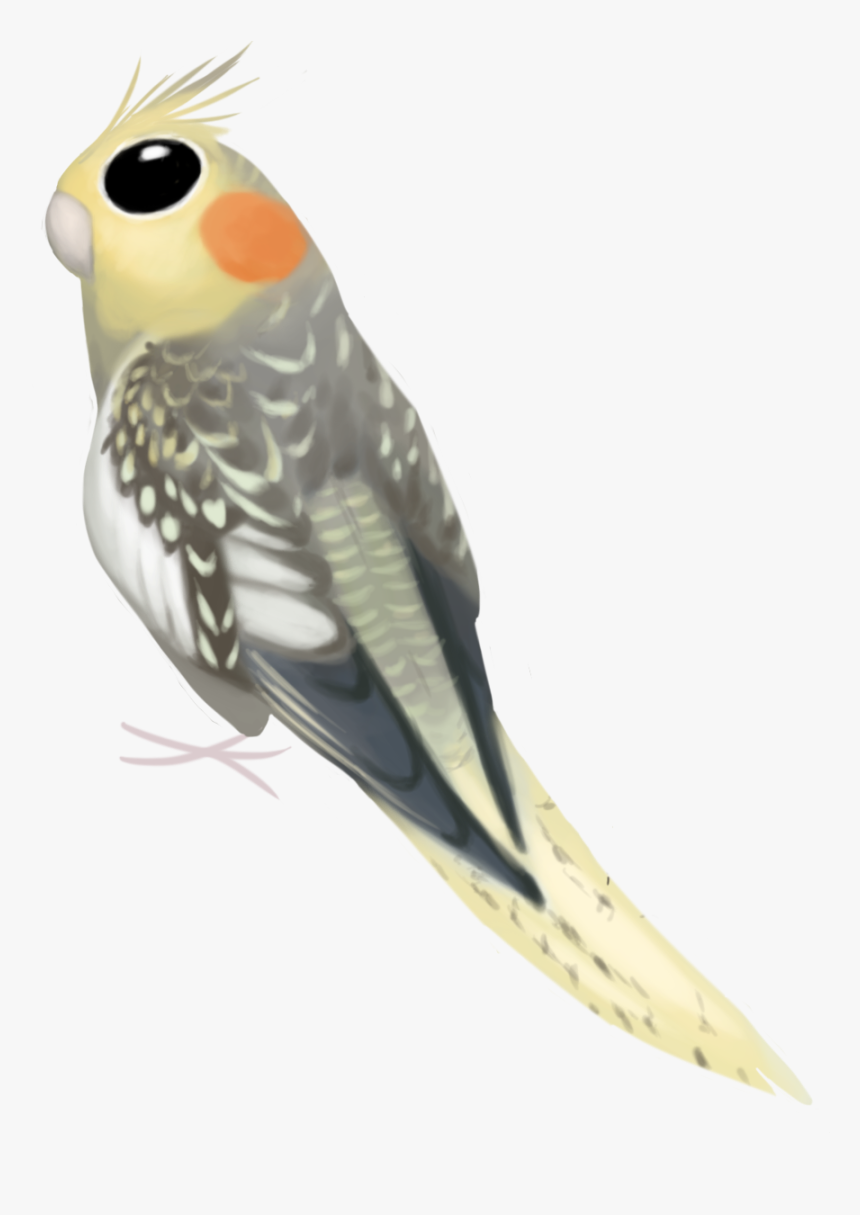 Budgie, HD Png Download