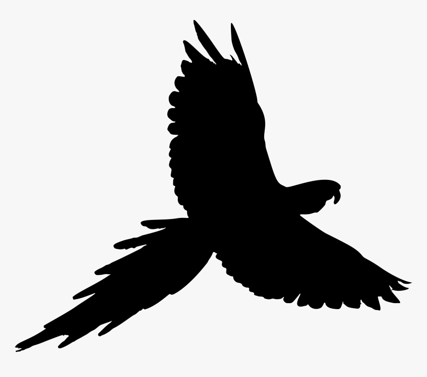 Parrot Bird Budgerigar Cockatiel Parakeet - Parrot Silhouette Clipart, HD Png Download
