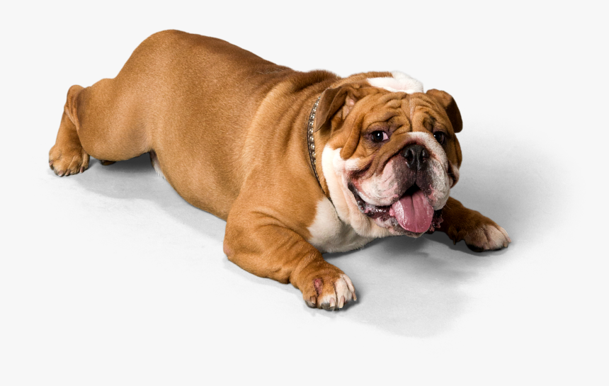 Olde English Bulldogge, HD Png Download