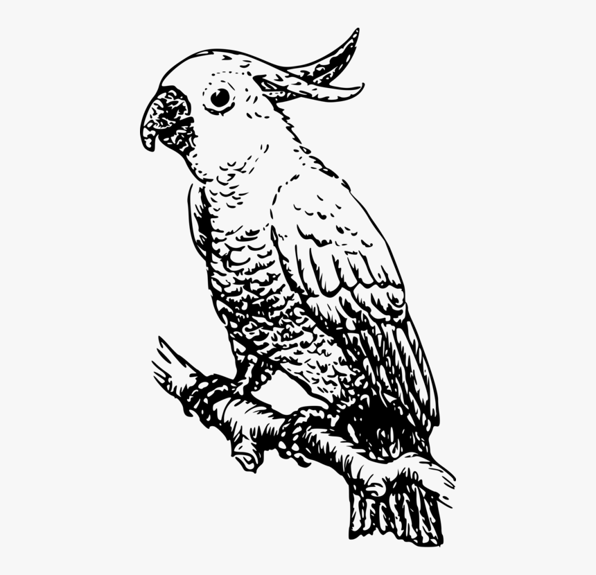 Owl,art,monochrome Photography - Cockatoo Black And White, HD Png Download
