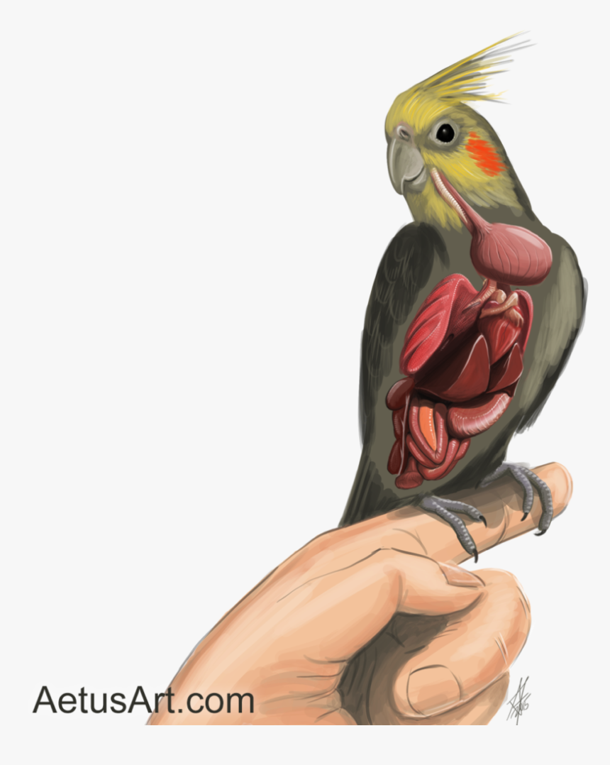 Cockatiel Internal Anatomy [completed Nov-2015] - Internal Cockatiel Anatomy, HD Png Download