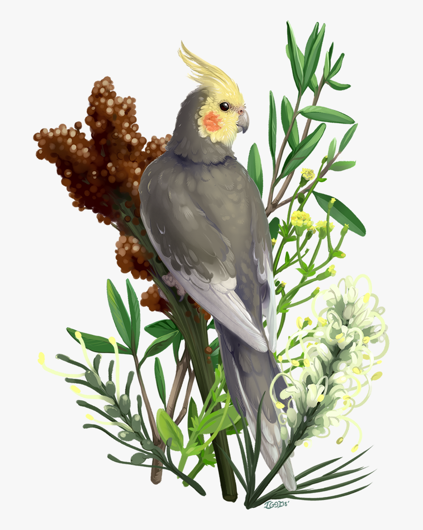 Cockatiel, HD Png Download