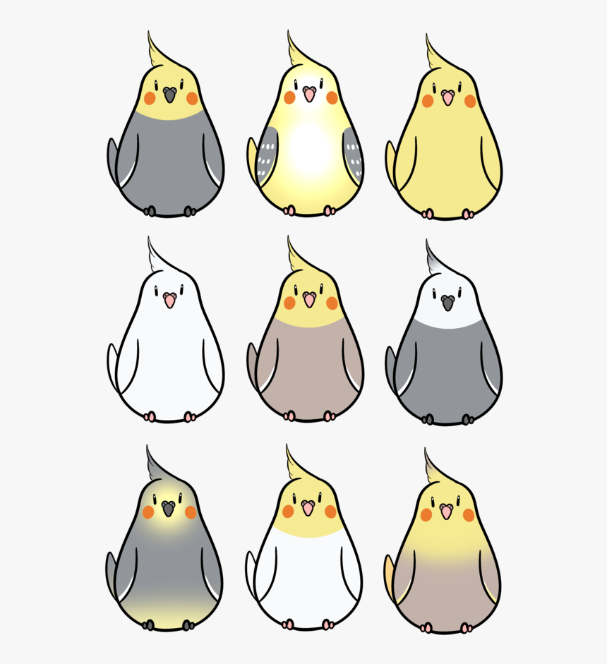 Transparent Cockatiel Clipart - Cockatiel Drawing, HD Png Download