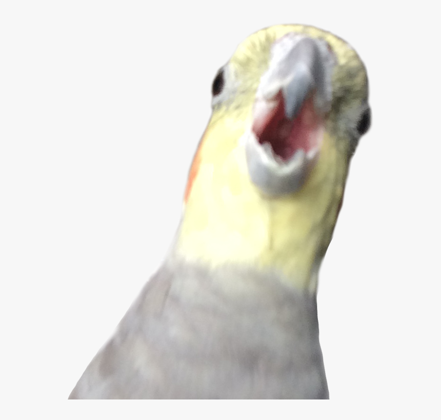 Honk Bird, HD Png Download