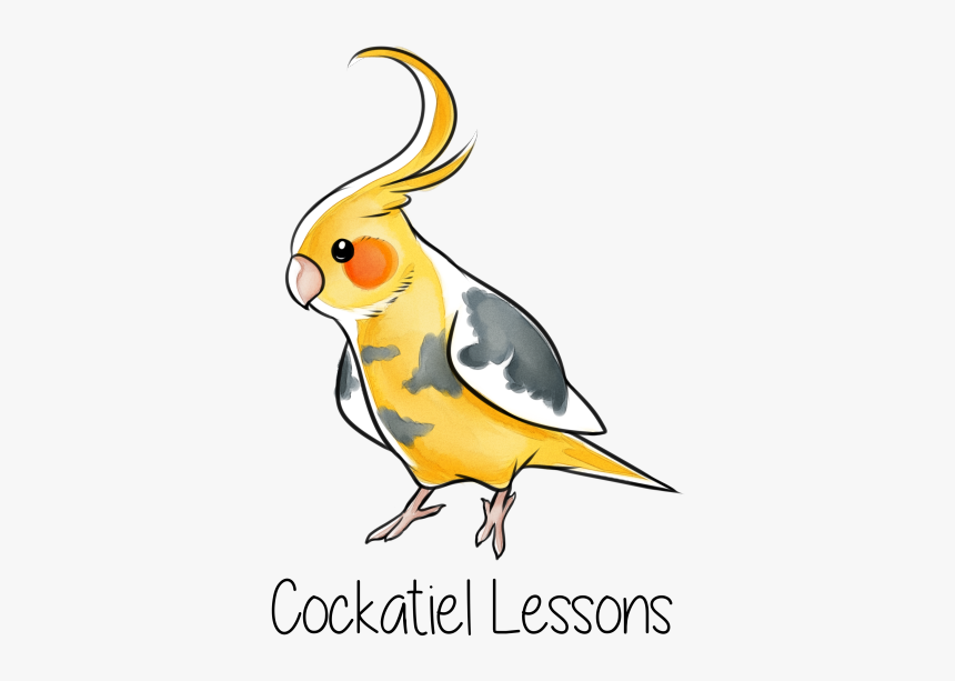 Cockatiel, HD Png Download