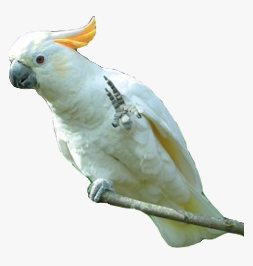 Png Parrot Photo - Png Of Cockatoo, Transparent Png