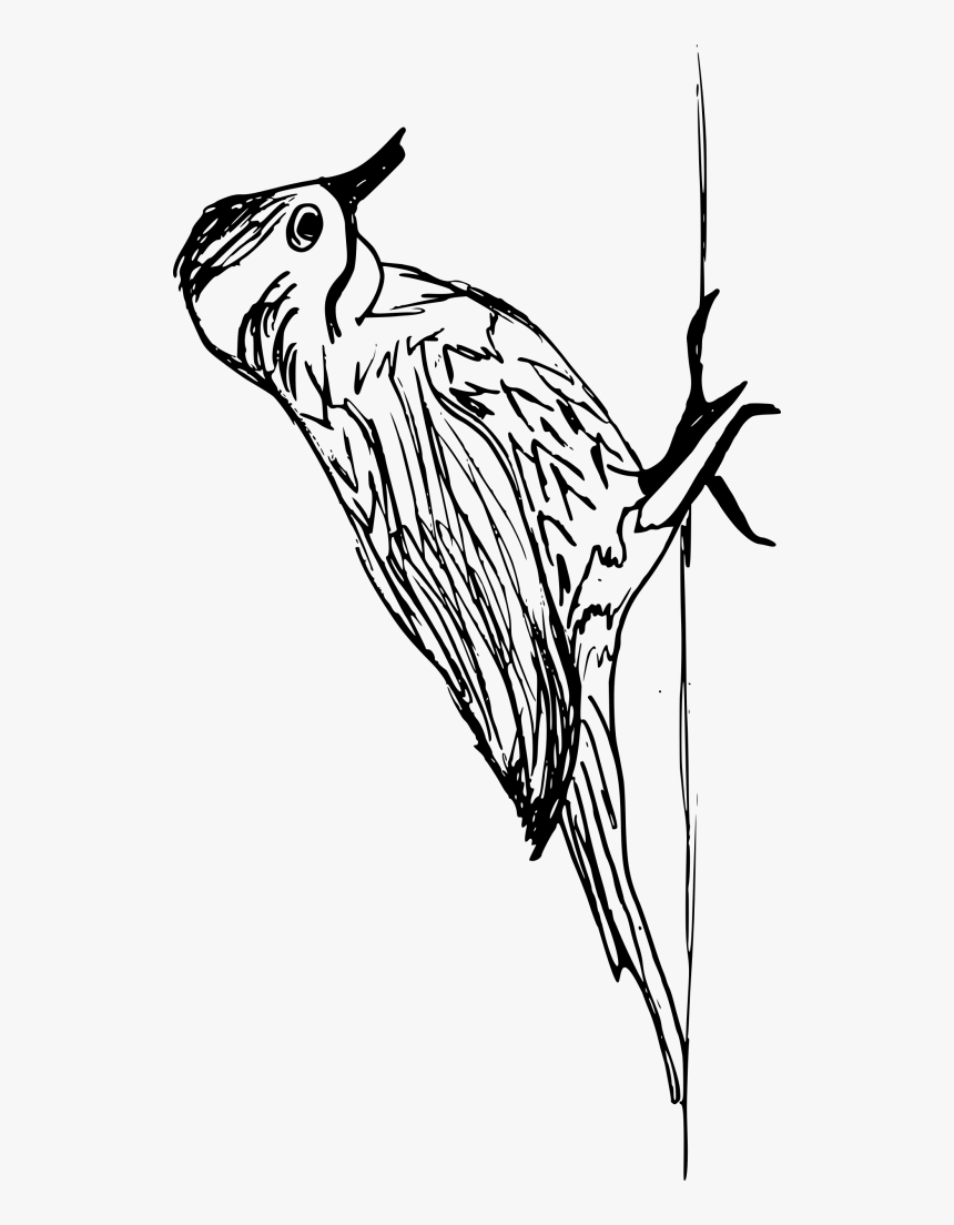 Cockatiel, HD Png Download