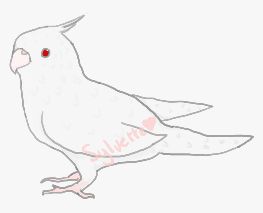 Cockatiel, HD Png Download