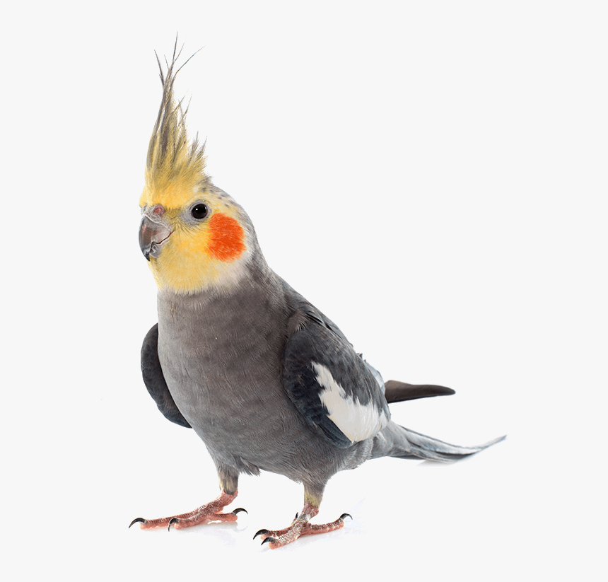 Exotic Pet - Gray Cockatiel, HD Png Download