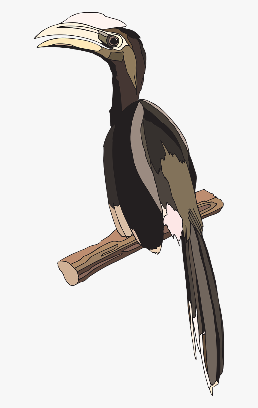 Hornbill, HD Png Download