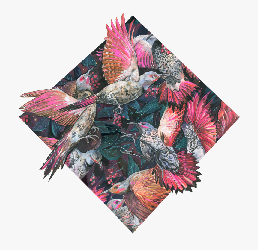 Cockatiel Png, Transparent Png