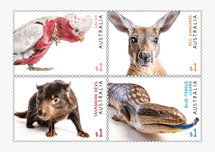 Tasmanian Devil Png, Transparent Png