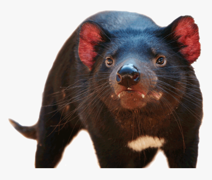 Tasmanian Devil, HD Png Download