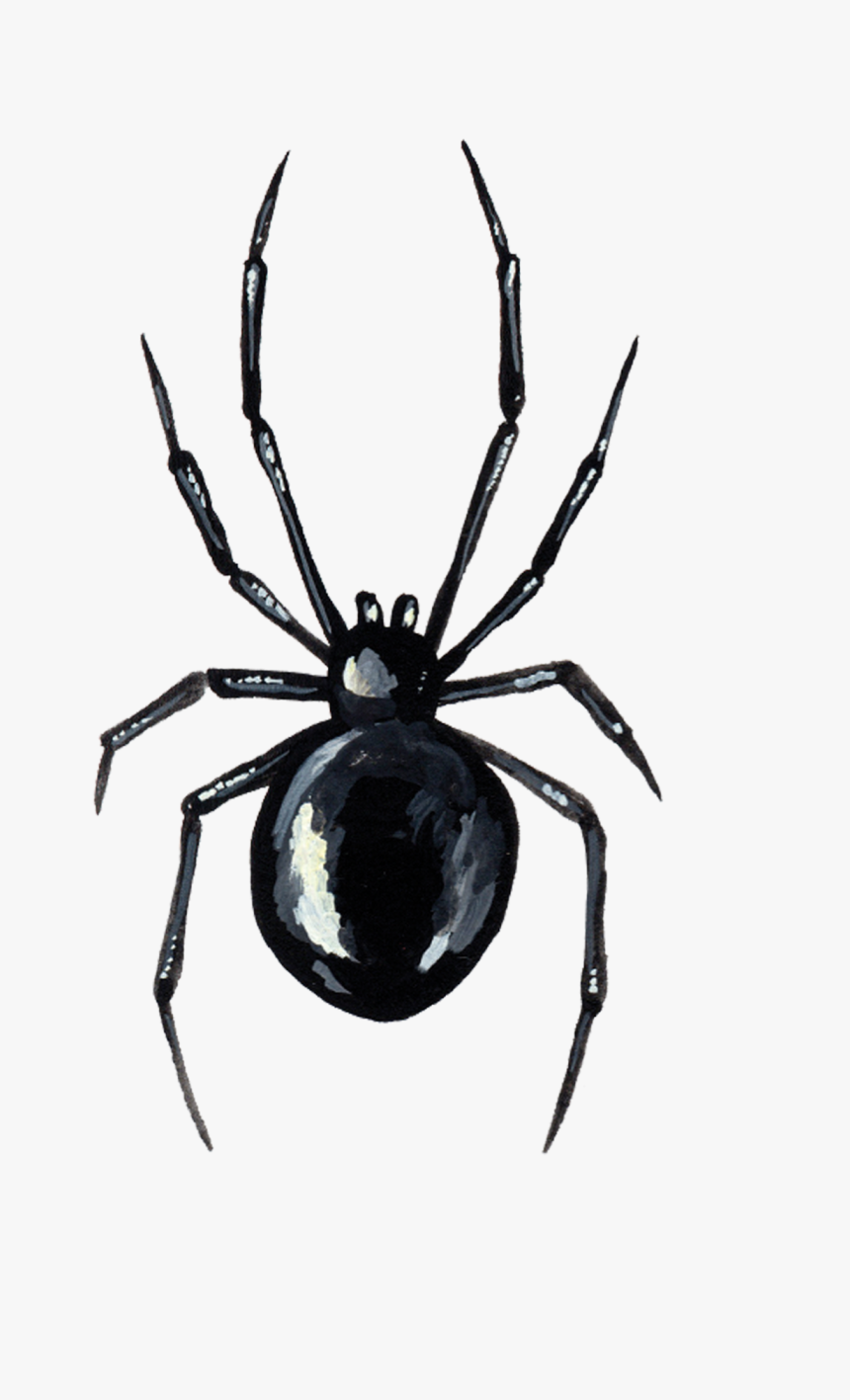 Spider Tattoo Png, Transparent Png