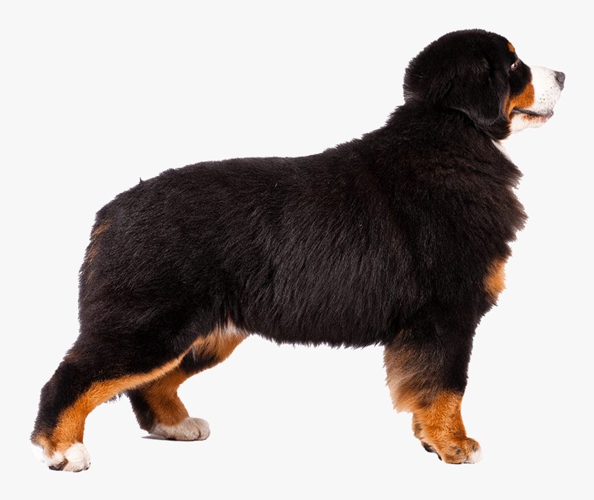 Bernese Mountain Dog Alaskan Malamute Greater Swiss, HD Png Download