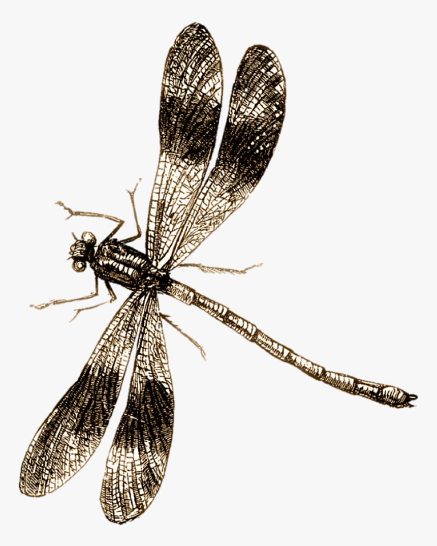 Spider Tattoo Png, Transparent Png