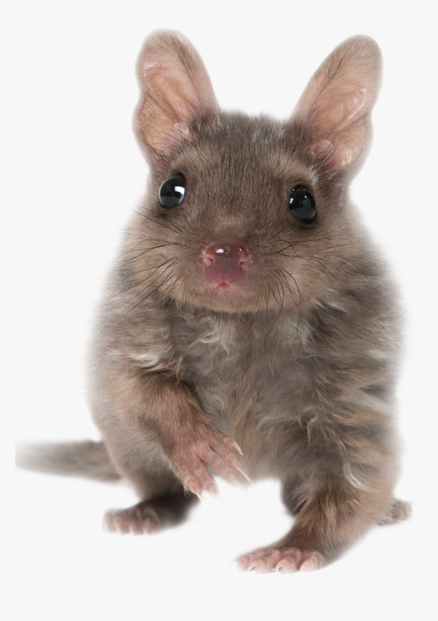 Tasmanian Devil Png, Transparent Png