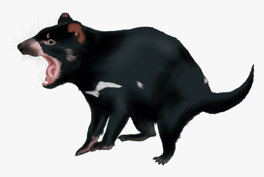 Tasmanian Devil Png, Transparent Png