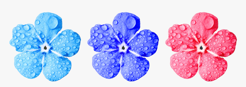 Flower, Forget Me Not, Close Up, Leaves, HD Png Download