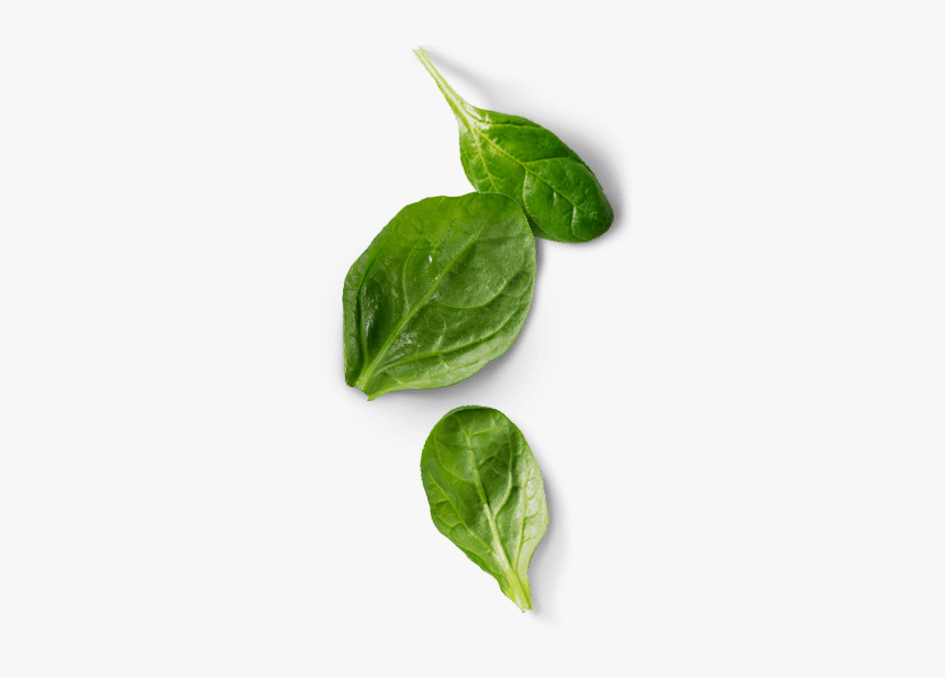 Spinach Leaf Png, Transparent Png