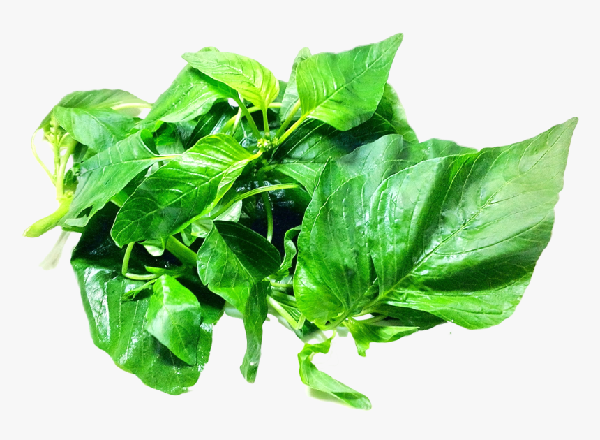 Amaranth Leaves Png Image, Transparent Png