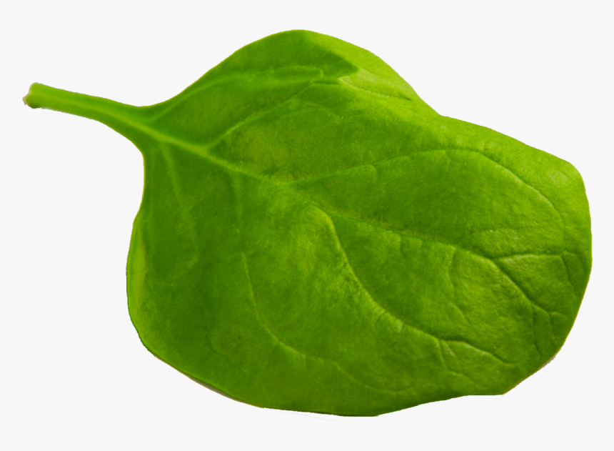 Spinach, HD Png Download