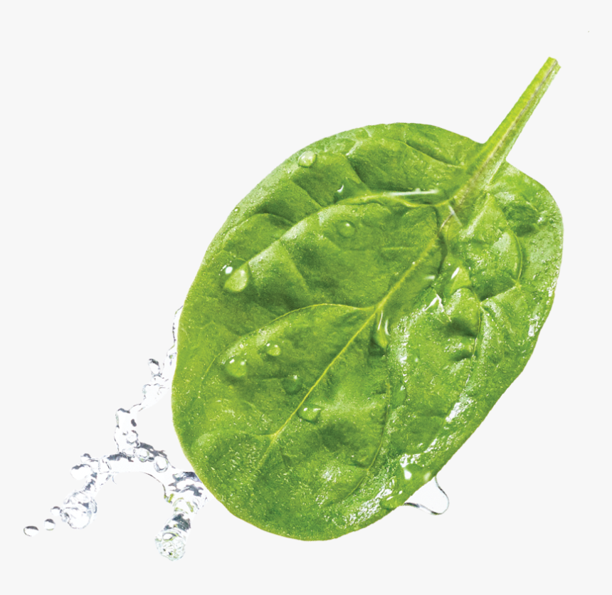 Transparent Spinach Leaf Png, Png Download
