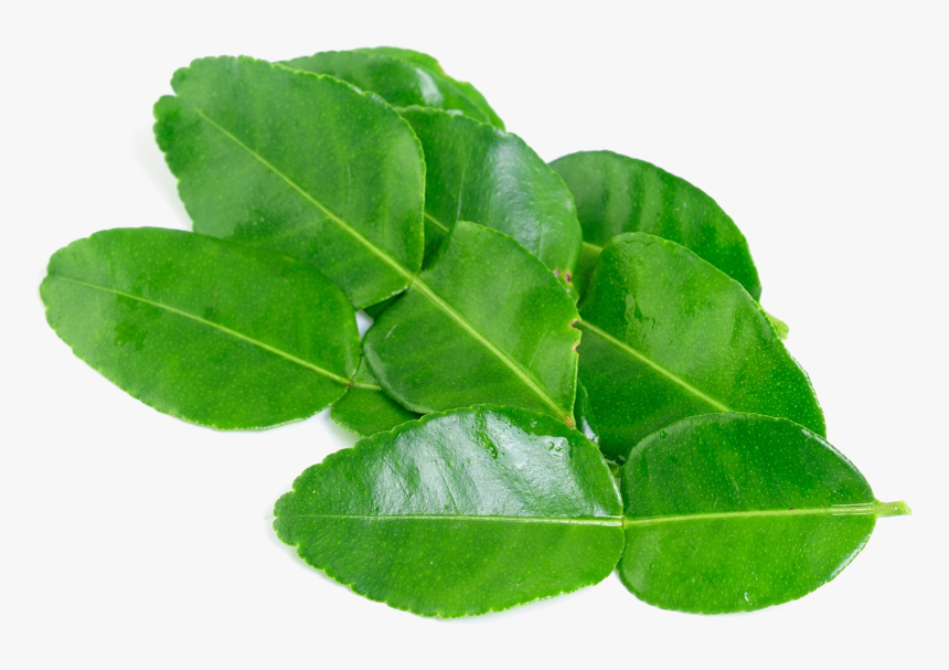 Kaffir Lime Leaves Png Background Image, Transparent Png