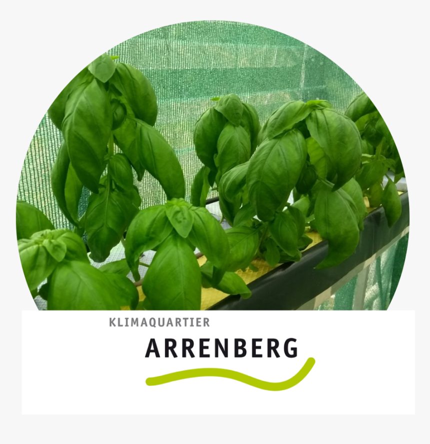 Transparent Spinach Leaf Png, Png Download