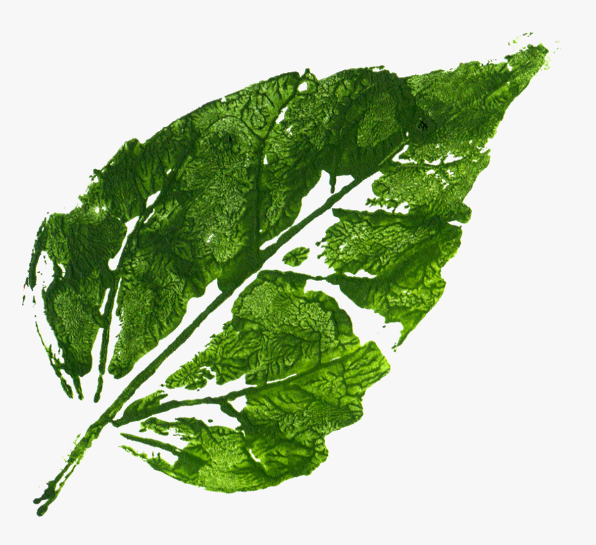 Leaf,plant,leaf Greens,flowering, HD Png Download