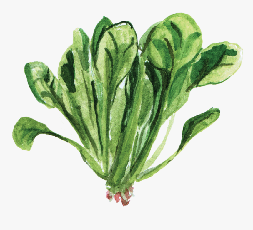 Spinach Png, Transparent Png