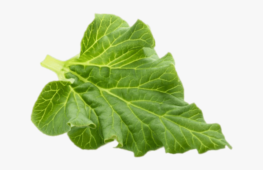 Rhubarb Leaf, HD Png Download