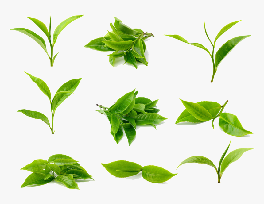 Green Tea Leaf Png, Transparent Png