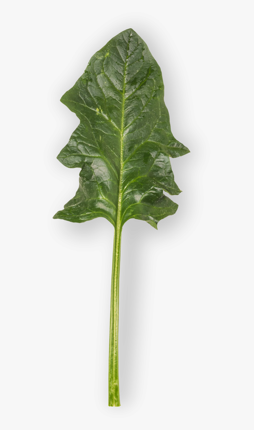 Spinach Leaf Png, Transparent Png