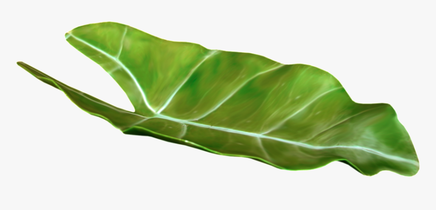 Tropical Leaves Png Transparent, Png Download