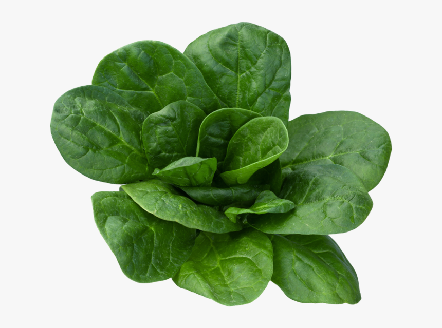 Spinach Leaf Png, Transparent Png