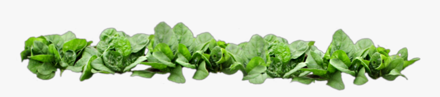 #scspinach #spinach #garden #row #green #food #health, HD Png Download