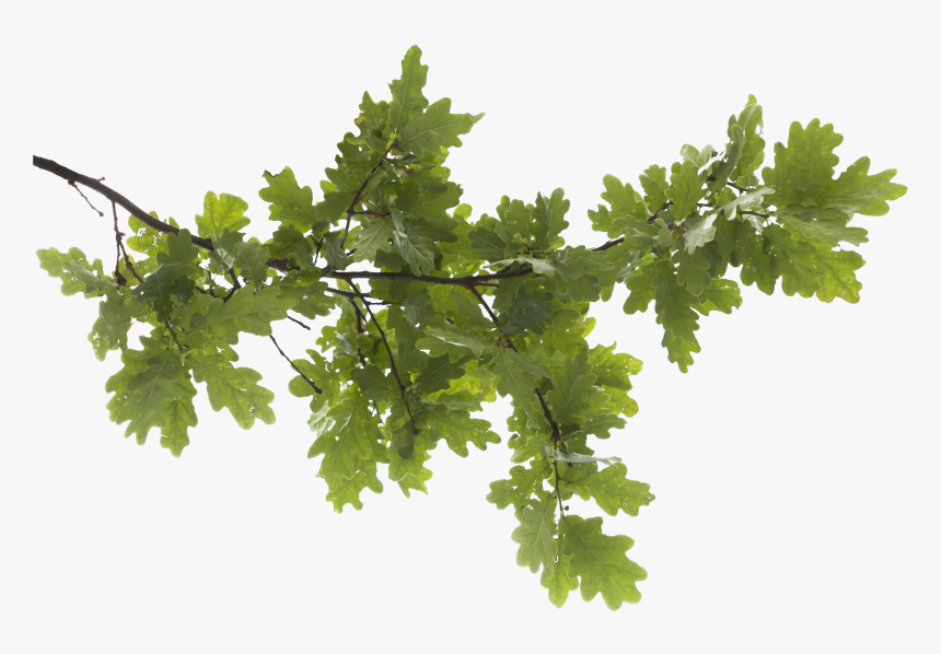 Oak Tree Image Royalty Free Png - Tree Branch Transparent Background, Png Download