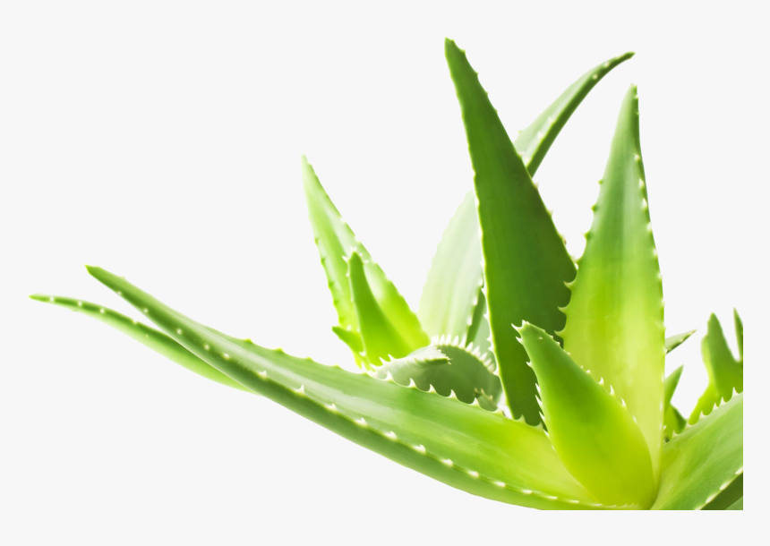 Aloe Png Transparent Image - Aloe Vera Hd Png, Png Download