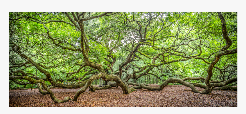 Angel Frame Png, Transparent Png