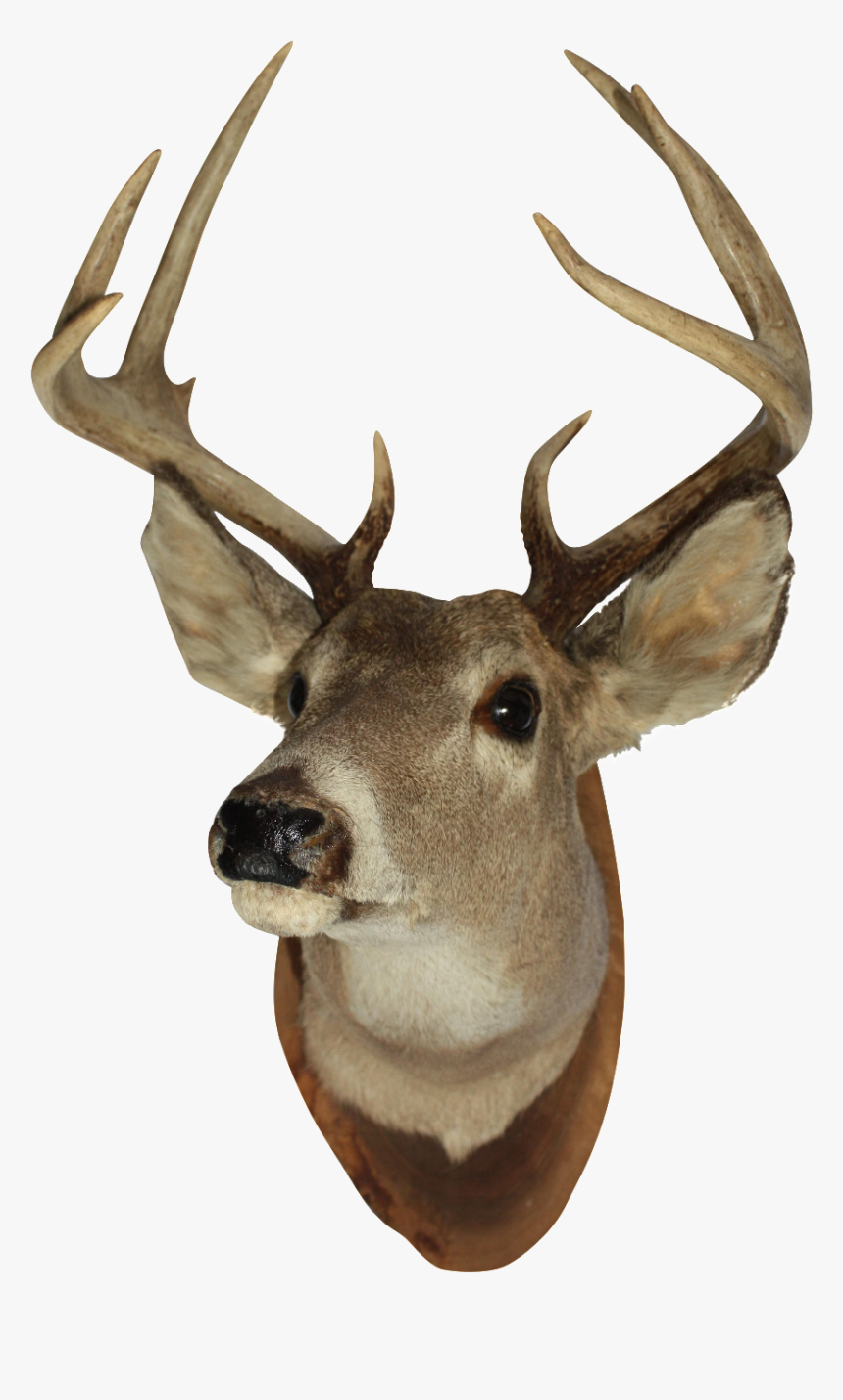 Vintage White Tail Deer - Mounted Deer Head Png, Transparent Png