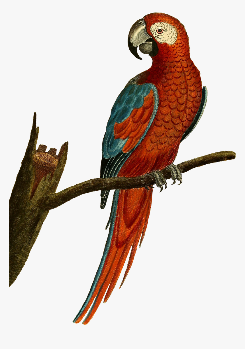 Transparent Isolated Birds Png - Vintage Parrot Illustration, Png Download