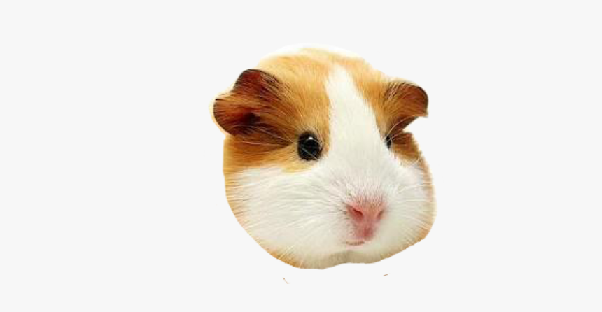 #cabeza #cuy - Pets At Home Guinea Pig, HD Png Download