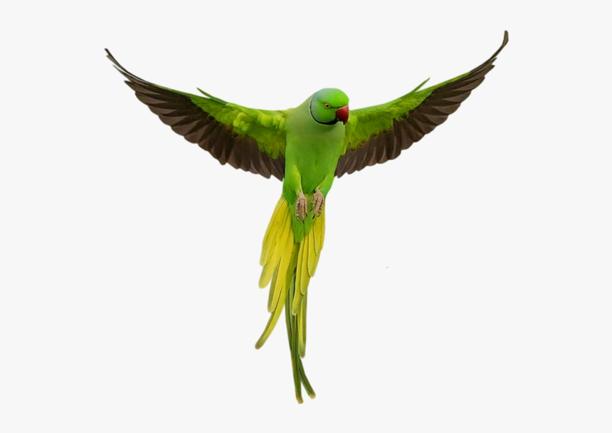 Parrot Download Png - Parrot Png, Transparent Png
