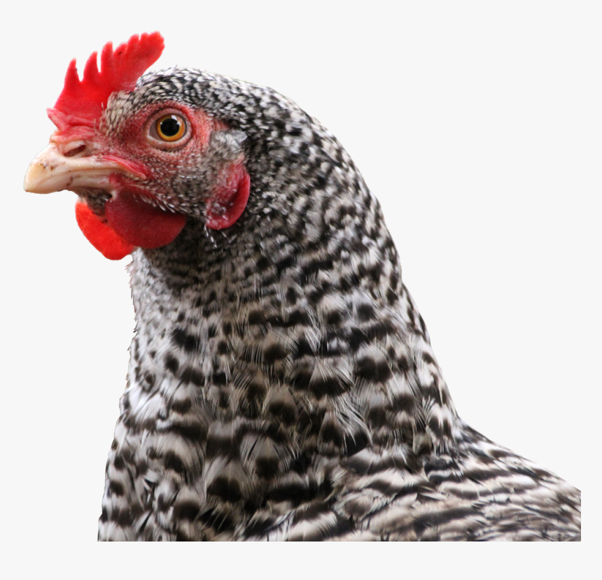 Transparent Feather Png - Chicken, Png Download