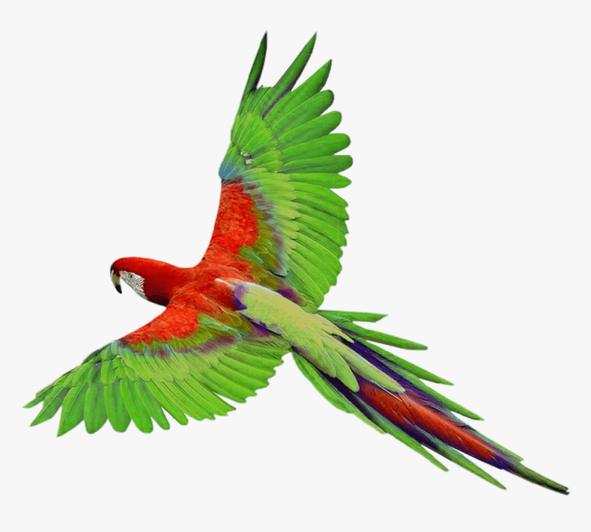 Parrot Png, Transparent Png